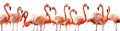 A set of elegant pink flamingos standing gracefully, cutout Royalty Free Stock Photo
