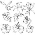 1218 lilies, set of elements in black and white, flowers and leaves of lilies, vector illustration, isolate Royalty Free Stock Photo