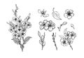 Set of elements of a blossoming branch of sakura, apple tree, peach. Realistic line drawing of beautiful flowers with