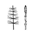 Set of elements field and forest herb horsetail.