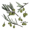 Set of elements with olive branches, with leaves and berries. Green olives are drawn by hand. Collection of objects Royalty Free Stock Photo