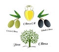 Set of elements of olive oil. Branch with green olives Royalty Free Stock Photo
