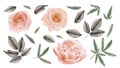 Set elements of peach creamy roses, peonies, leaves. Flower illustration.