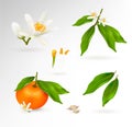 Set of elements of the structure of a mandarin or tangerine citrus plant. Flower, fruit, leaves, twig, stamens, pistil Royalty Free Stock Photo