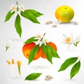 Set of elements of structure of mandarin or tangerine citrus plant. Flower, petals, fruit, leaves, branch, stamens, pistil and