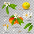 Set of elements of structure of mandarin or tangerine citrus plant. Flower, petals, fruit, leaves, twig, stamens, pistil and bones Royalty Free Stock Photo