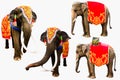 Set of elephan raising trunk ,elephant has beautiful and large isolated on white background. colorful painted elephant head ,