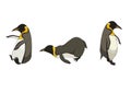 Set of Emperor penguins in Cartoon style, dynamic and poses of Aquatic flightless birds or King penguin on white isolated Royalty Free Stock Photo