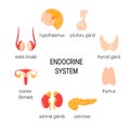 Set of endocrine organs. Simple vector infographic in flat style