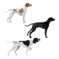 English pointer dogs Royalty Free Stock Photo