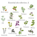 Set of essential oil plants. Hand drawn ector illustration