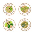 Set of essential oils labels. Eucalyptus, cypress, camphor, juniper