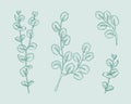 Set of eucalyptus branches on green background. Hand drawn botanical illustration with contour lines in vector
