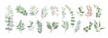 Set of Eucalyptus branches, leaves vector drawings Royalty Free Stock Photo