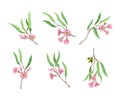 Set of Eucalyptus flowering branches. Twigs of tree with narrow leaves and pink flowers vector illustration