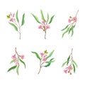 Set of Eucalyptus flowering twigs of tree with narrow leaves and pink flowers vector illustration