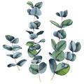 Set of Eucalyptus true blue leaves.