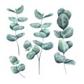 A set of eucalyptus twigs painted in watercolor, isolated on a white background.
