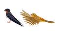 Set of European birds. Swallow and flying oriole vector illustration Royalty Free Stock Photo