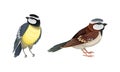 Set of European birds. Titmouse and sparrow vector illustration