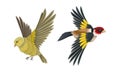 Set of European birds. Woodpecker and oriole vector illustration