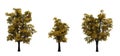 Set of European Linden trees in the autumn on white background Royalty Free Stock Photo