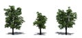 Set of European Linden trees in the summer with shadow on the floor on white background Royalty Free Stock Photo