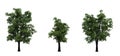 Set of European Linden trees in the summer on white background Royalty Free Stock Photo