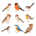 Set of European winter birds Royalty Free Stock Photo