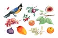 Set with exotic bird, tropical fruits, leaves. Mango, figs, grape, orange fruit, garden plants. Watercolor collection