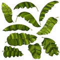 A set of exotic, brightly green banana leaves, isolated on a white background.