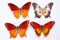 Set of exotic butterfly Royalty Free Stock Photo