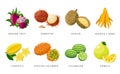 Set of Exotic fruits detailed vector icons, tropical fruits illustrations isolated on white background.