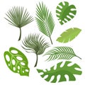 Set of exotic leaves from palm trees or tropical trees. Vector, illustration in flat style isolated on white background Royalty Free Stock Photo