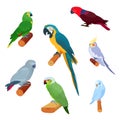 Set of exotic parrots of different types Royalty Free Stock Photo