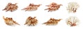 Set of exotic sea shells and dry corals on white background. Banner design Royalty Free Stock Photo