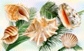 Set exotic seashell mollusk on a palm leaves