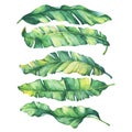 Set exotic tropical banana green and yellow leaves.