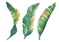 Set of exotic tropical banana leaves.