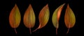 Set of exotic tropical leaves isolated on black background. Royalty Free Stock Photo