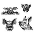 Set with faces of pigs.