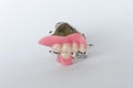 Set of fake tooth isolated Royalty Free Stock Photo