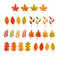 Set of fall leaf for autumn illustration. Foliage collection for october background. Maple orange leaves for floral pattern. Royalty Free Stock Photo