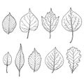 Set of fall leaves. Forest design elements. Drawing in sketch outline Royalty Free Stock Photo