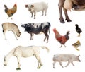 Set of farm animals. chicken, pig, cow