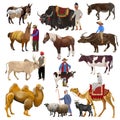 Farm animals vector