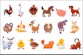 Set of farm animals. Livestock and poultry. Various domestic birds, horses, pig, rabbit, sheep, cats and dogs. Colorful