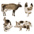 Set of farm animals. Watercolor illustration in white background. Royalty Free Stock Photo