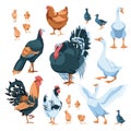 set of farm birds: chicken, rooster, hens, goose, turkey. Isolated on white background. Vector flat illustration. Agriculture,