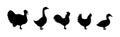 Set of farm birds silhouettes. Turkey, Chicken, Rooster, Duck, Goose black silhouettes. Farm animals character icons set Royalty Free Stock Photo